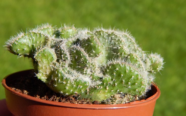Opuntia tuna cristata - cacti