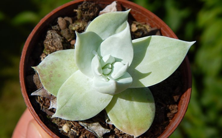 Dudleya brittonii - pokojový sukulent