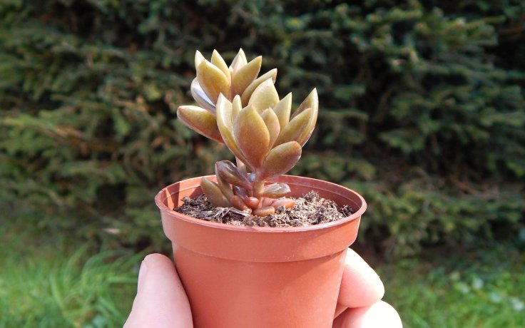 Lenopetalum Chocolate