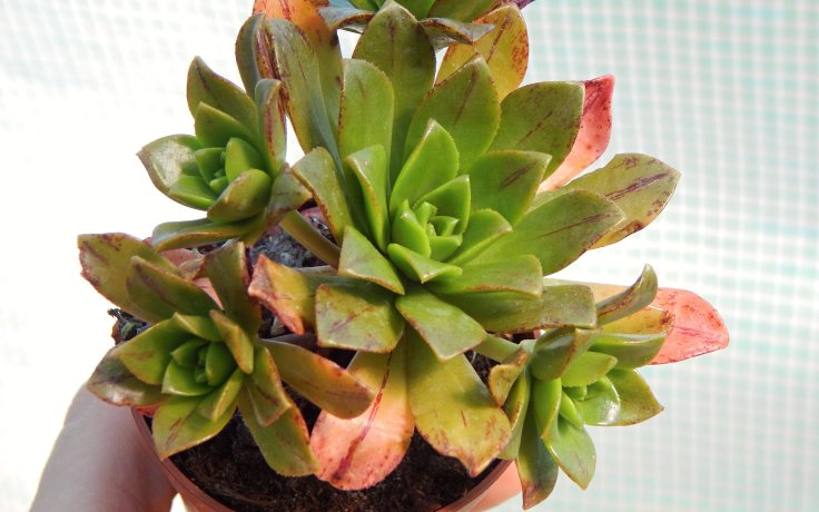 Aeonium Bronze Medal keřík