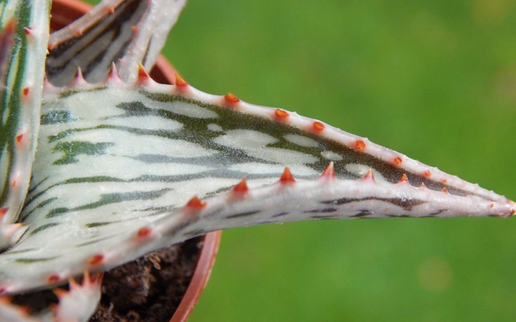 Aloe somaliensis . sukulenty