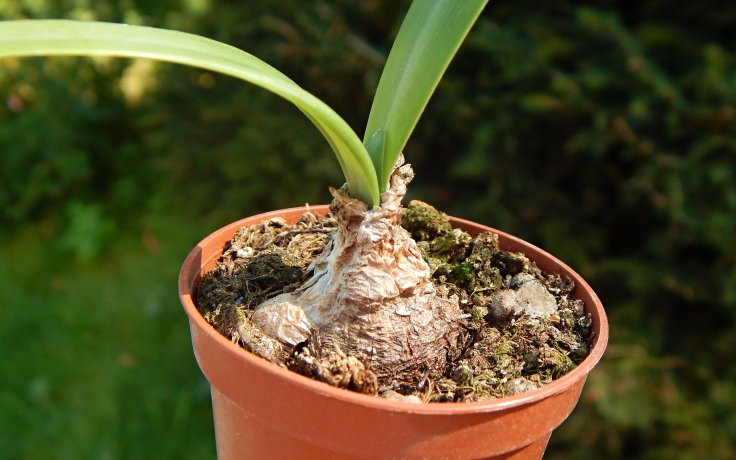 Albuca caudatum cibulovina sukulent