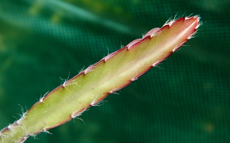 Lepismium cruciforme Red Tip
