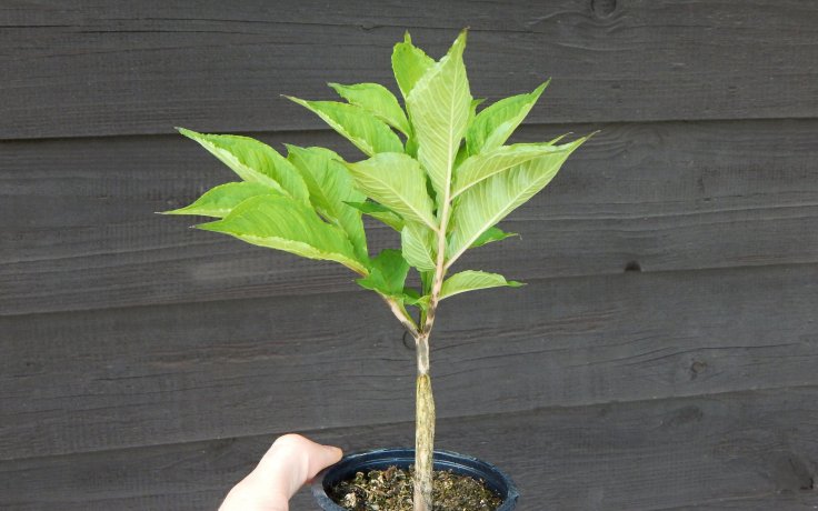Amorphophallus konjac