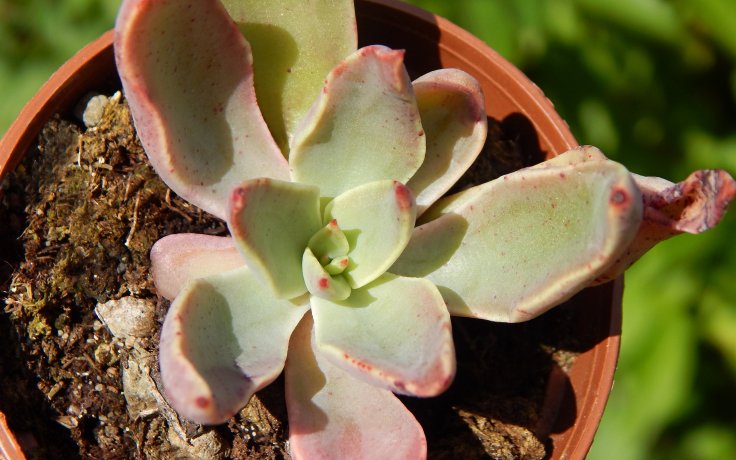 Echeveria schaffneri pokojovky