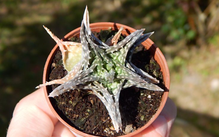 Aloe descoingsii kaktusy samek
