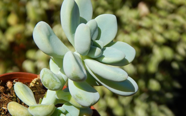 Sedum clavatum -succulents