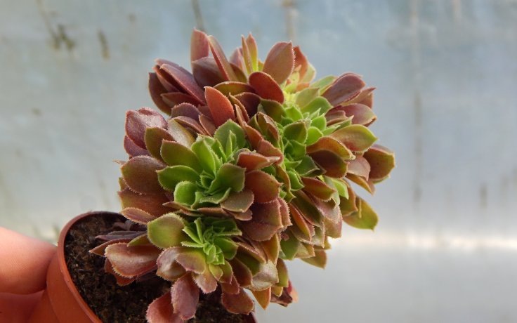 Aeonium Blushing Beauty cristata