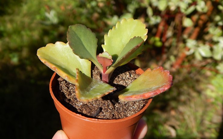 Kalanchoe Rubinea pokojovka