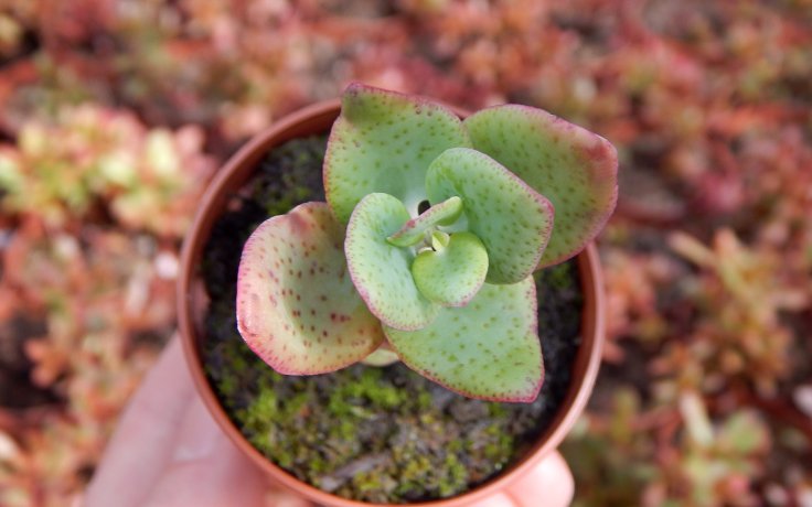 Crassula cordata - sukulenty pěstované v česku