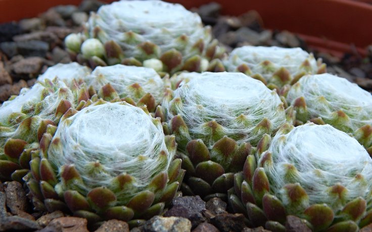 Sempervivum Shampoo