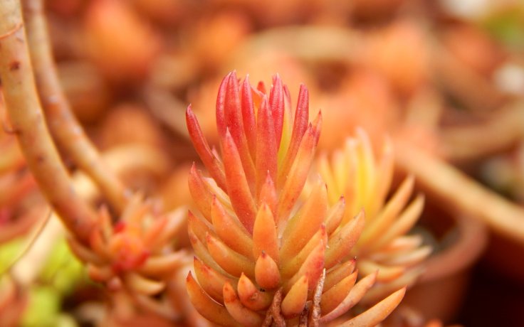 Sedum reflexum Angelina