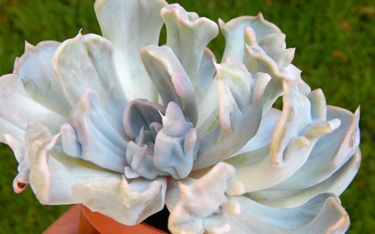 Echeveria Thriller Pearl - Rare succulent