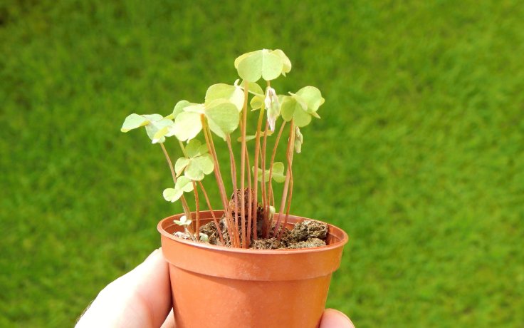Oxalis articulata var. rubra