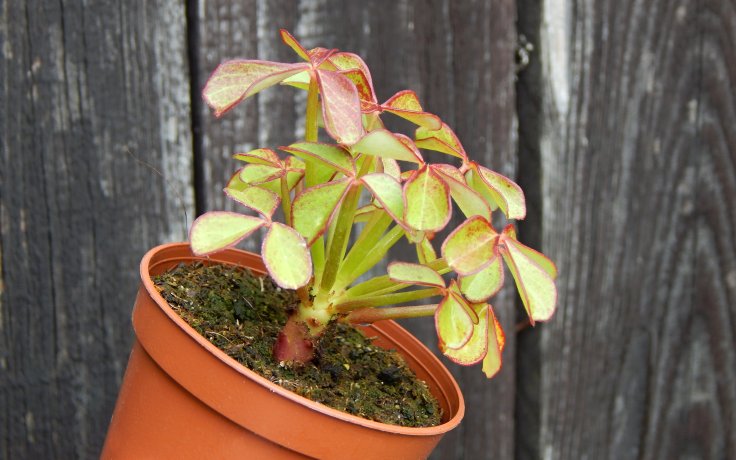 Oxalis peduncularis