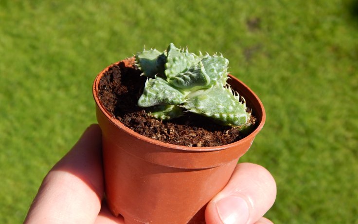 Faucaria felina subs. tuberculosa Hybrid