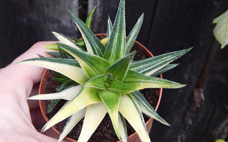 Haworthia herbacea variegata