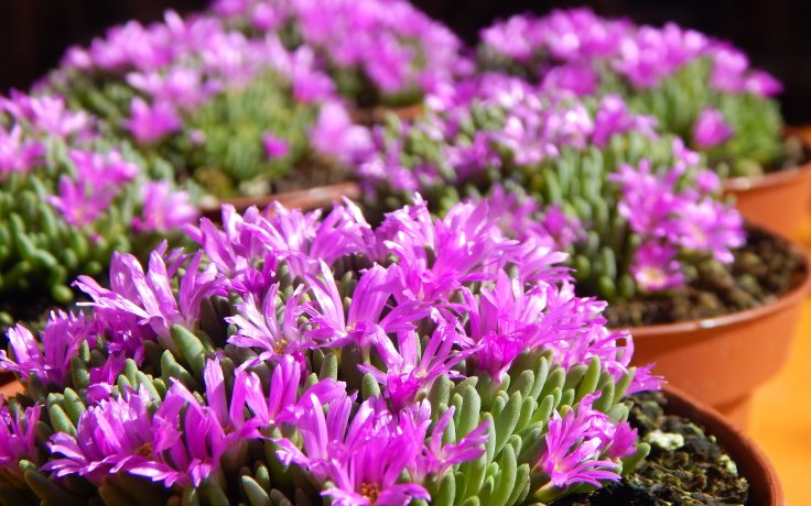 Delosperma sphalmanthoides - Drobnolistý kosmatec