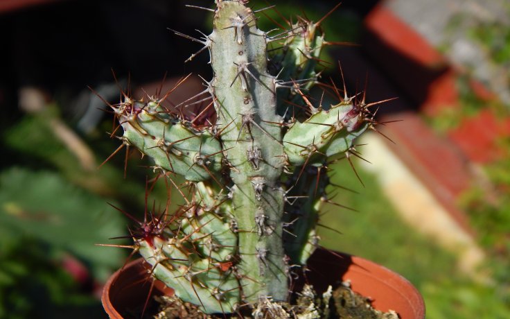 Euphorbia louwii - houseplant