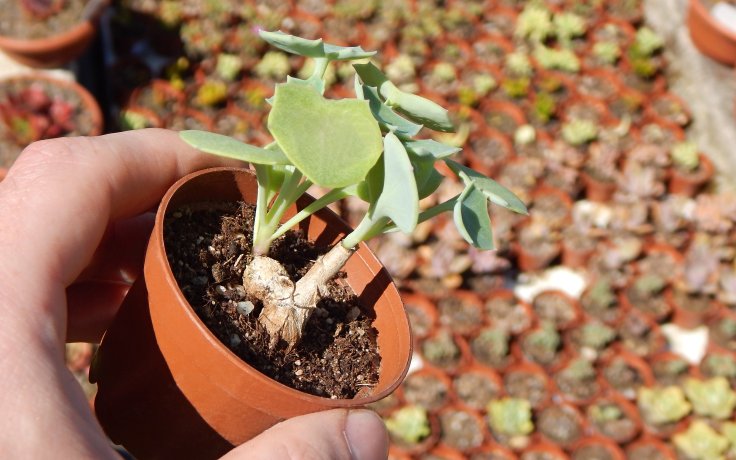 Senecio tropaeolifolius sukulent s kaudexem
