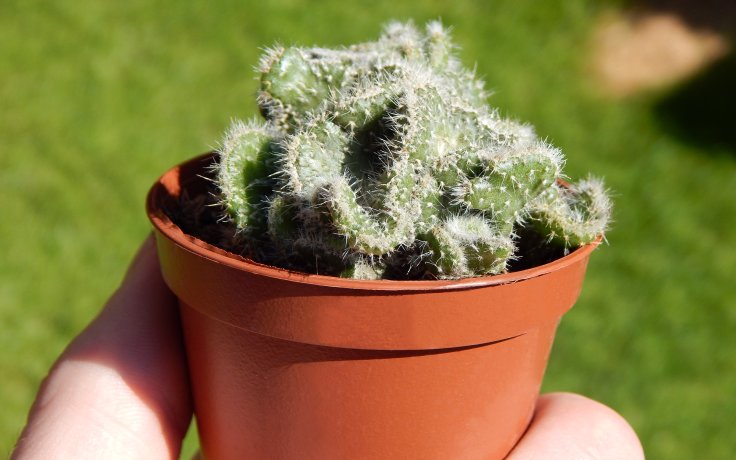 Opuntia tuna cristata