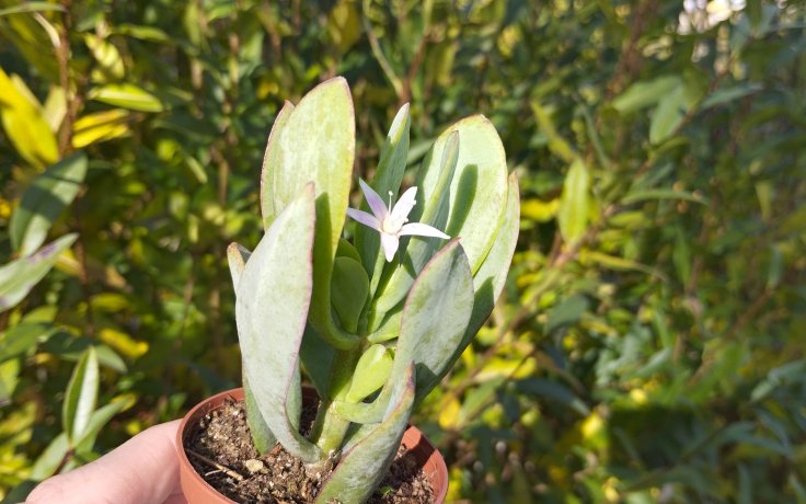 Crassula Blue Bird Longifolia flower