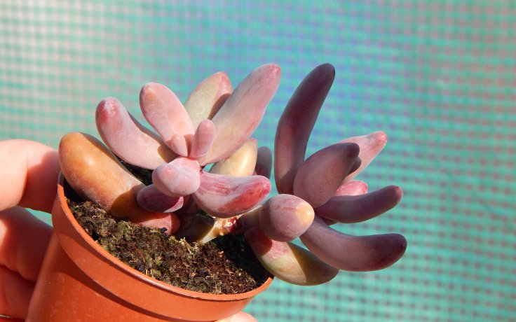 Pachysedum Ganzhou