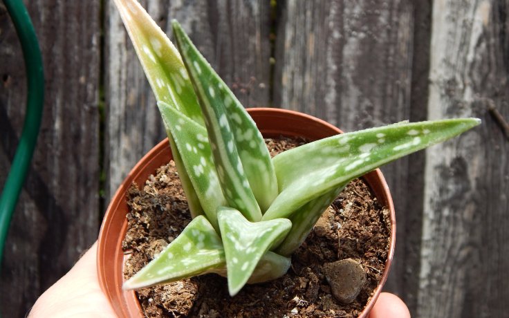 Aloe variegata
