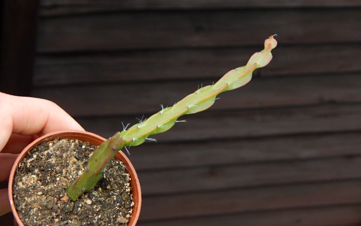 Rhipsalis paradoxa beztrnný kaktus