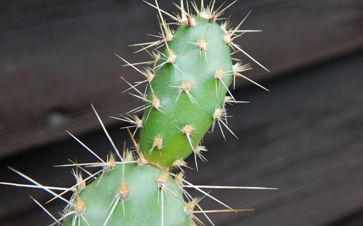 Opuntia erinacea var. columbiana - plants a cacti