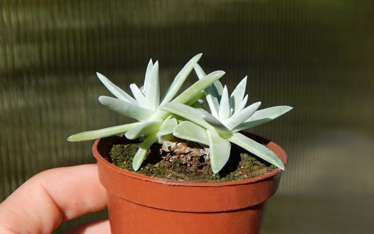 Dudleya greenei White Sprite