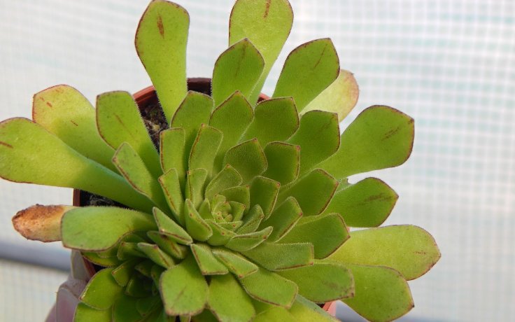 Aeonium Cupcake