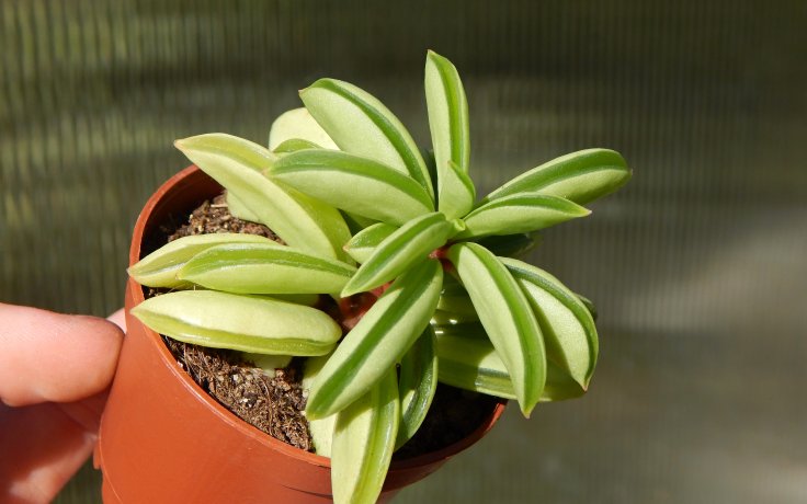 Peperomia Fire Sparks - sukulenty do polostínu