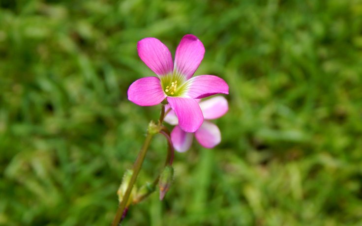 Oxalis lasiandra květ