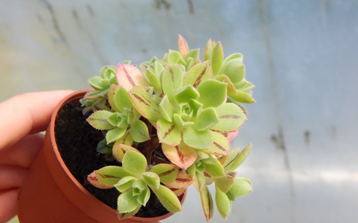 Aeonium barbatum - Eonium
