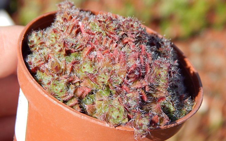 Crassula setulosa var. transvaal - tlustice