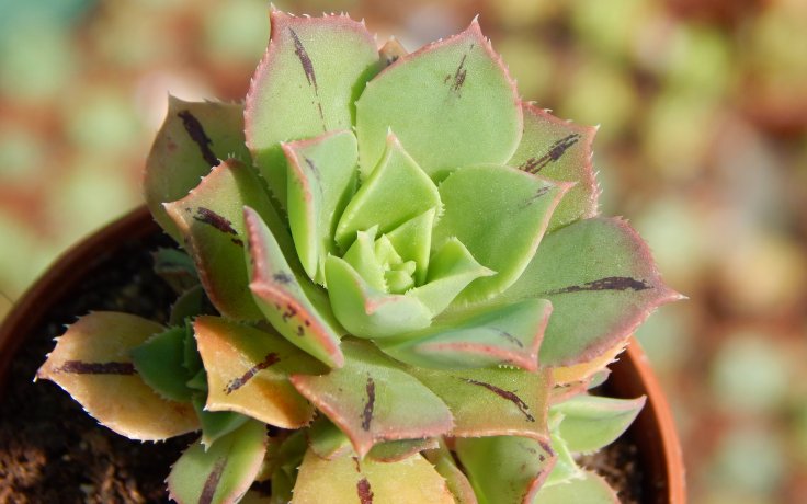 Aeonium Mary Anne Kunkel sukulent