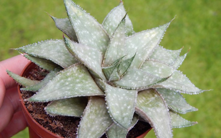 Gasteraloe Wonder růžice