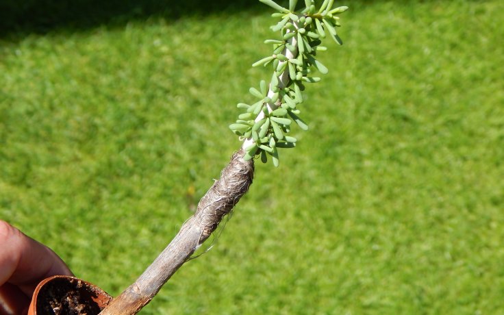 Ceraria namaquensis - sukulenty samek