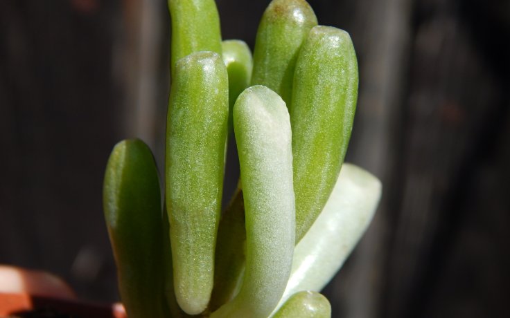 Crassula ovata Gollum variegata - vzácná tlustice