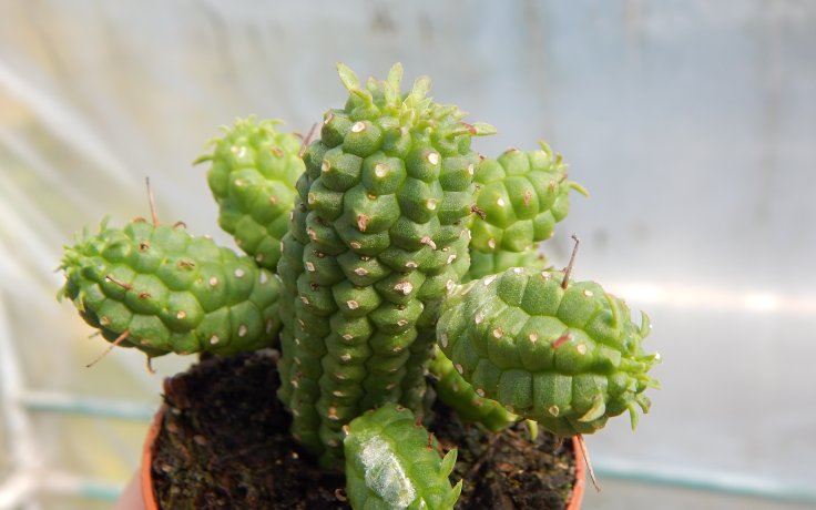 Euphorbia mammillaris - succulents spure plant