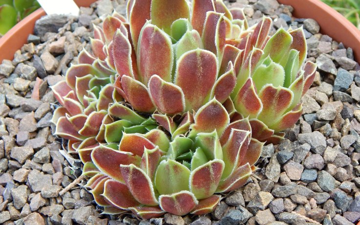 Jovibarba heuffelii Upland Gem