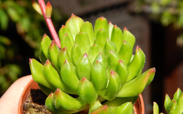 Sedeveria Red Lantern - sukulenty