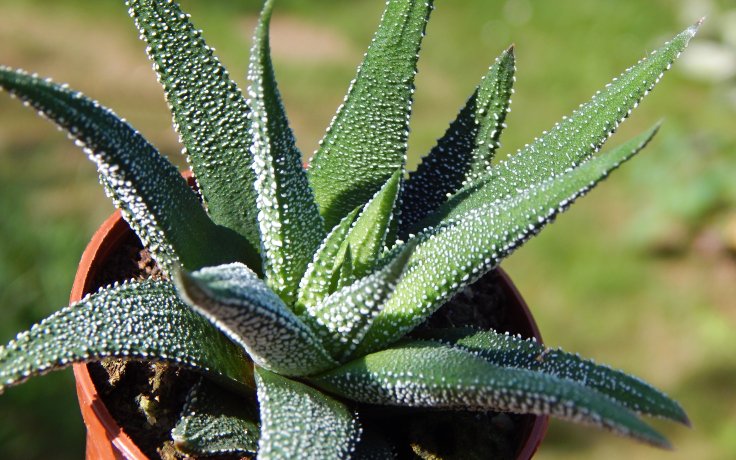 Haworthia fasciata Concolor