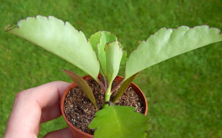 Kalanchoe pinnata eshop samek