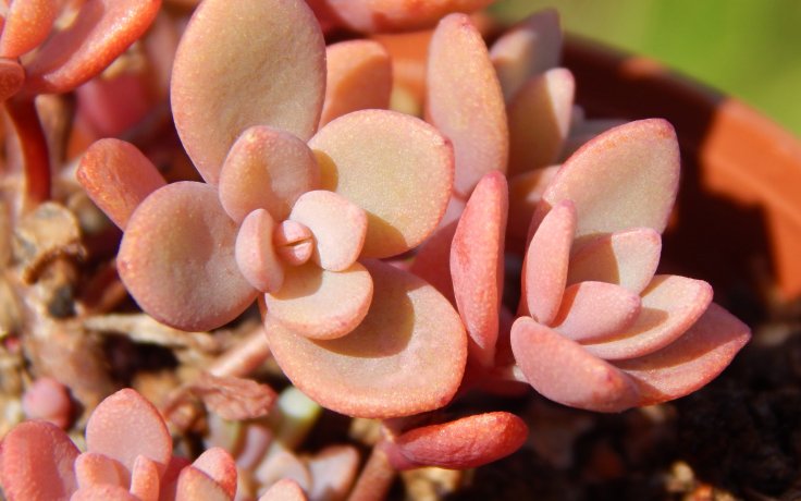 Sedum cyaneum