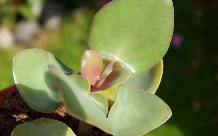 Kalanchoe nyikae - Africký sukulent