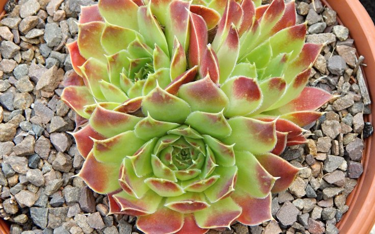 Jovibarba heuffelii Furore - Cultivar