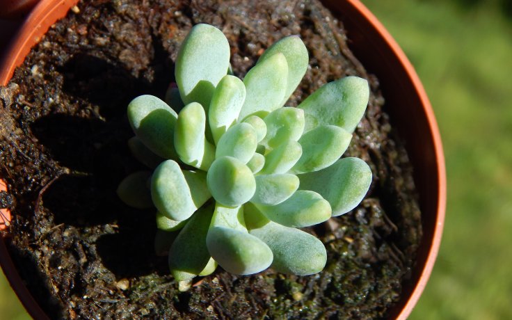 Graptopetalum saxifragoides var. farinifera