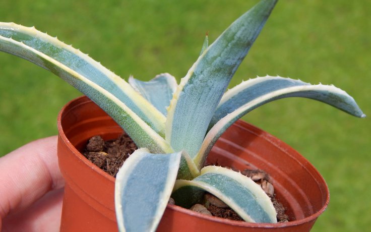 Agave americana variegata sukulenty